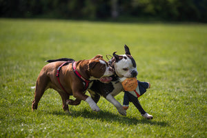 two bulldogs running, one with a Donald Trump parody dog toy in their mouth